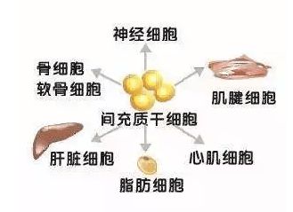 多次使用间充质干细胞治疗会对其产生依赖吗？(图1)