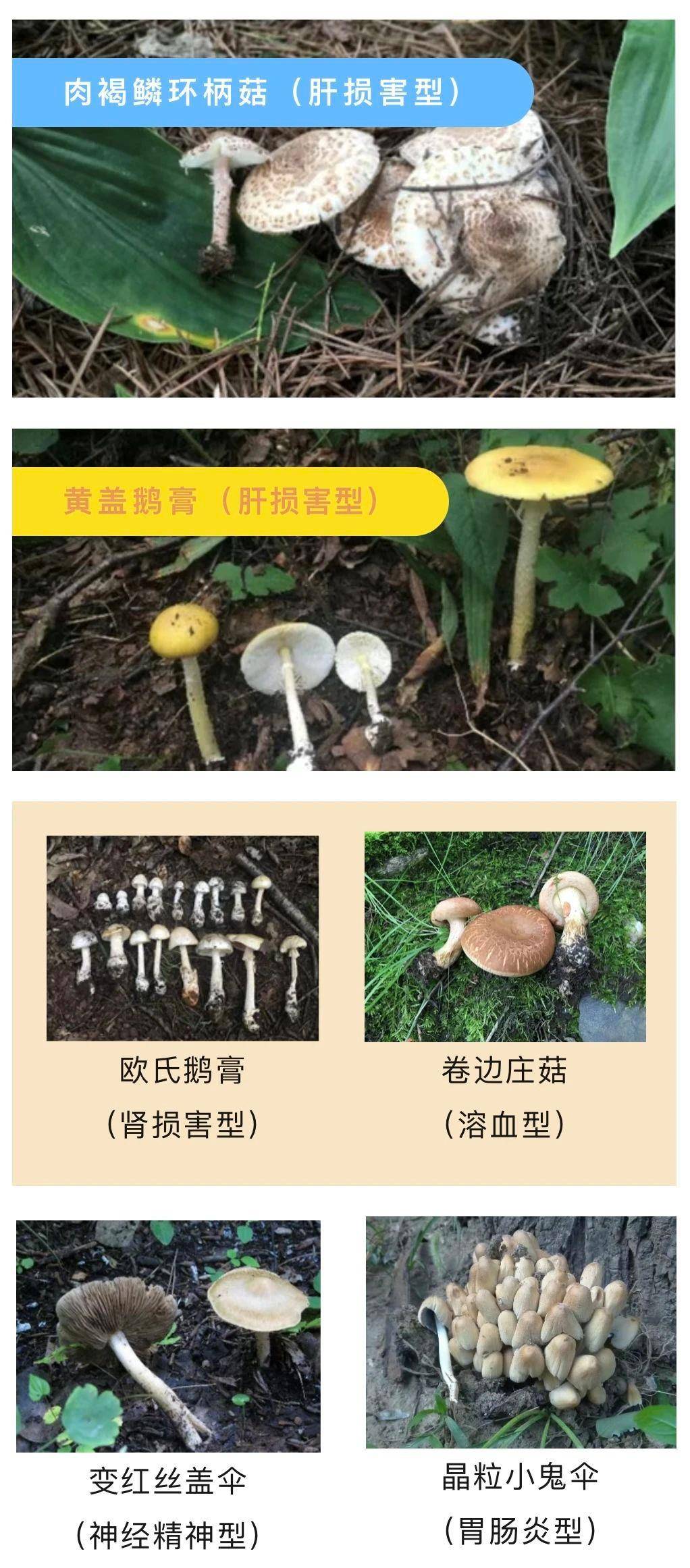 每天吃18克蘑菇有助于延缓大脑衰老、防癌～但这些别吃有毒！(图3)