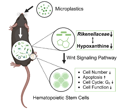 基础医学院钱鹏旭课题组在《CellDiscovery》发文揭示微塑料破坏肠骨髓轴损害造血干细胞的作用机制(图2)