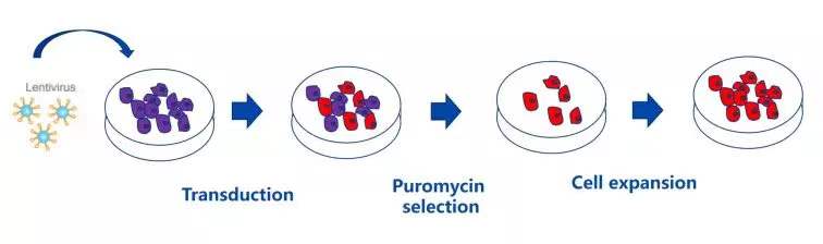 筛个稳转株真就这么难？这份Protocol值得收藏(图1)