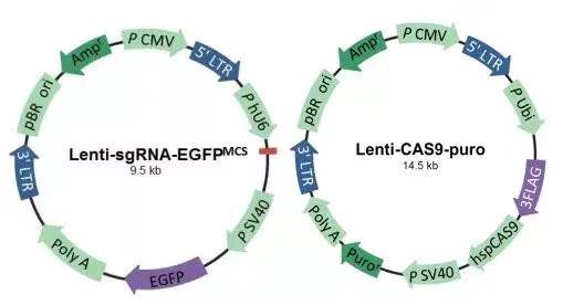 筛个稳转株真就这么难？这份Protocol值得收藏(图7)