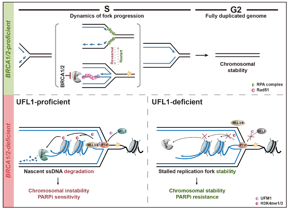 基础医学院刘婷课题组《NatureChemicalBiology》发文揭示BRCA12缺陷的肿瘤细胞对PARP抑制剂耐药的新机制(图2)