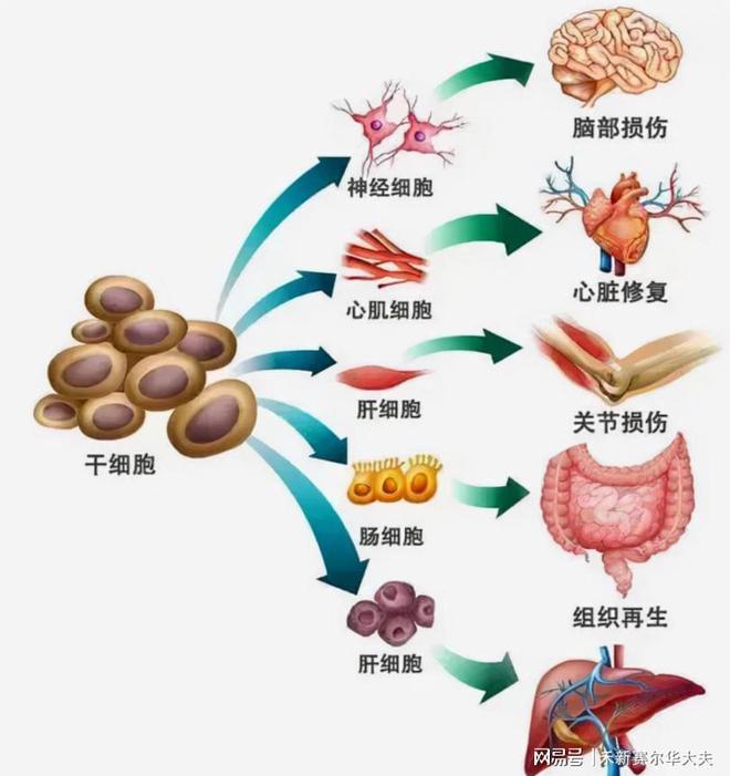 细胞回输：未来医疗的新希望(图3)