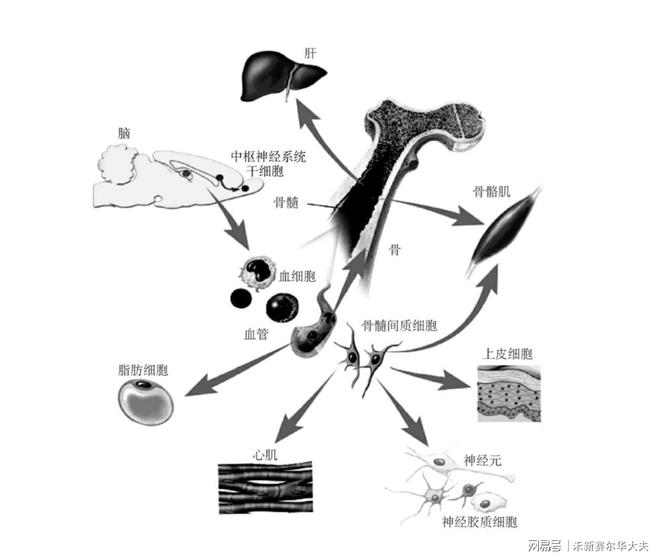 细胞回输：未来医疗的新希望(图6)