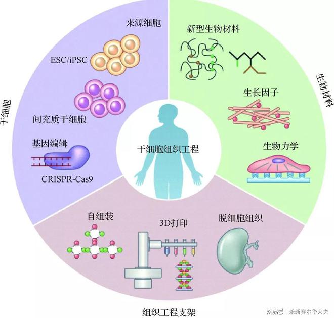 细胞回输：未来医疗的新希望(图5)
