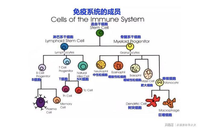 细胞回输：未来医疗的新希望(图4)