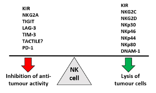 NK细胞的体外扩增策略协助NK细胞临床应用(图1)