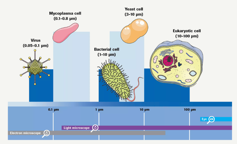 经验分享：生物制品支原体核酸检测方法简介(图2)