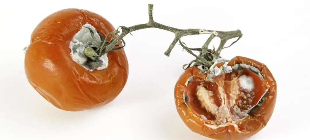 研究发现：每天吃1个西红柿或能降压防癌！但这两种西红柿最好不要吃(图3)