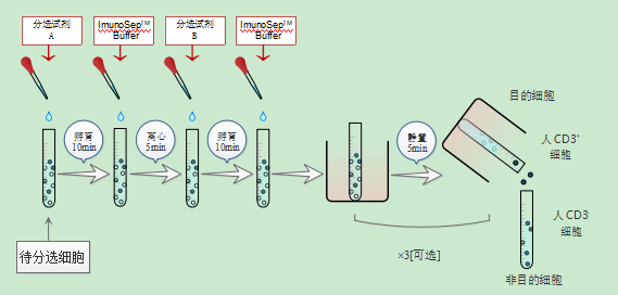 体外分离、扩增人T细胞(图2)