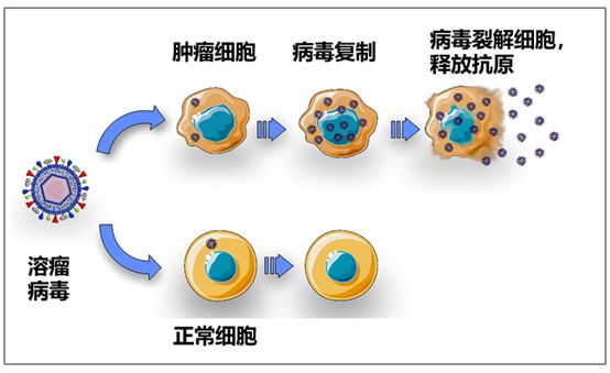 菠萝：肿瘤免疫疗法哪些靠谱？哪些是忽悠？(图7)