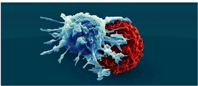 可降解生物支架最新NatureBiomedicalEngineering(图1)