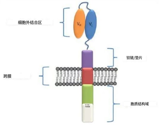 B7-H3抗原+TMIGD2——CAR-T免疫细胞疗法的“外接大炮”(图2)