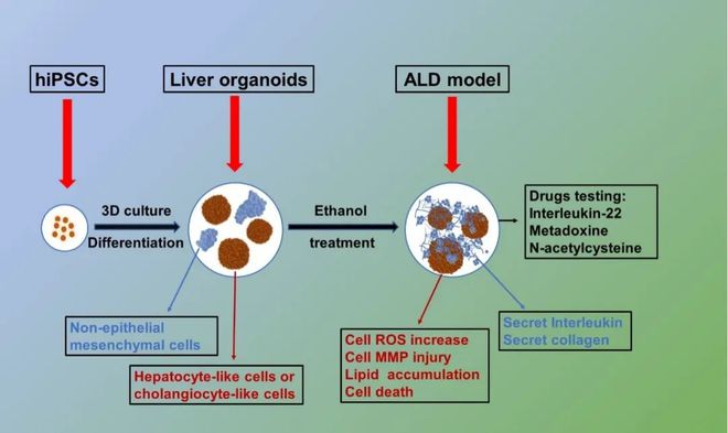 山西医科大学解军教授团队《ABBS》：一种新型的用于酒精性肝病研究的肝脏类器官模型的建立(图2)
