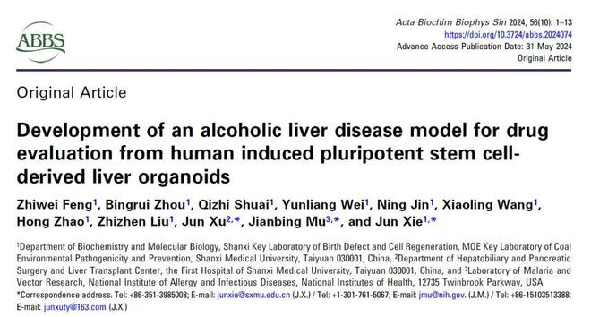山西医科大学解军教授团队《ABBS》：一种新型的用于酒精性肝病研究的肝脏类器官模型的建立(图1)