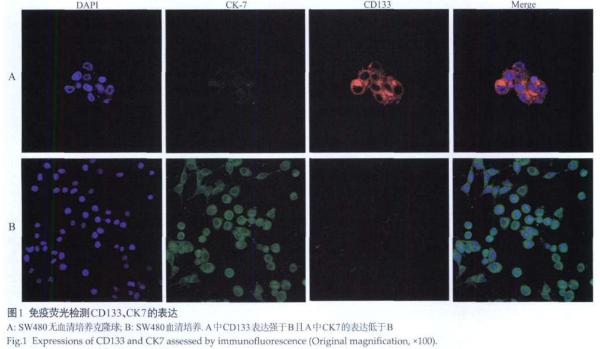 单个肿瘤干细胞分离及其培养实验的方法(图1)
