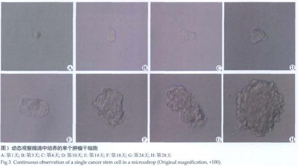 单个肿瘤干细胞分离及其培养实验的方法(图3)