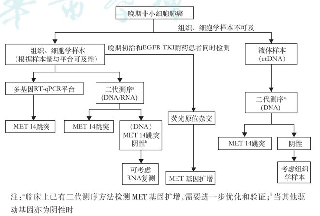 靶向突破：精准攻略非小细胞肺癌的MET迷局(图3)