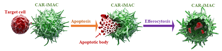 浙大开发第二代工程化CAR-巨噬细胞用于实体肿瘤免疫治疗(图2)