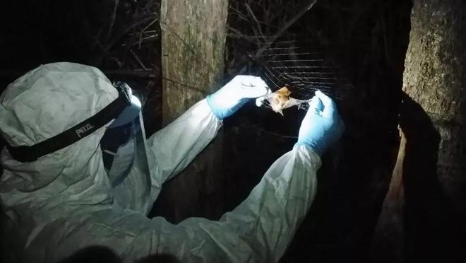 石正丽、周鹏团队最新研究：发现蝙蝠与高致病性病毒共存的秘密(图1)