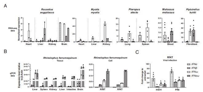 石正丽、周鹏团队最新研究：发现蝙蝠与高致病性病毒共存的秘密(图4)