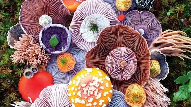 人体必需微量元素“硒”是癌细胞毒药？常吃4种食物不怕缺硒(图11)