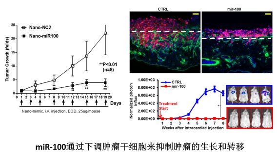 中国科大研究发现microRNA100调节乳腺肿瘤干细胞自我更新和肿瘤发展(图1)