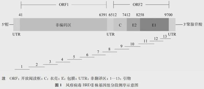 疫苗前沿风疹病毒BRDⅡ减毒株E1区连续传代稳定性研究(图1)