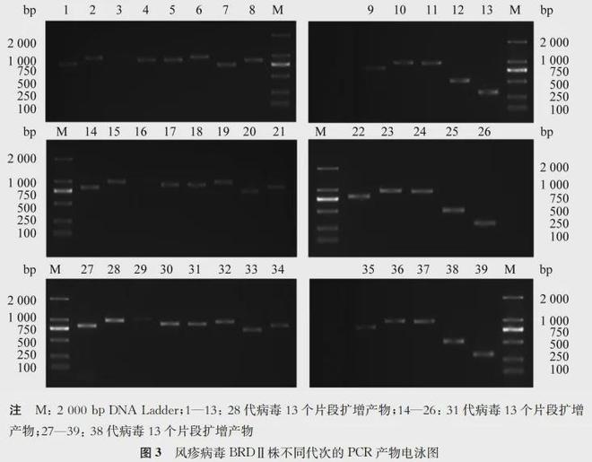 疫苗前沿风疹病毒BRDⅡ减毒株E1区连续传代稳定性研究(图4)
