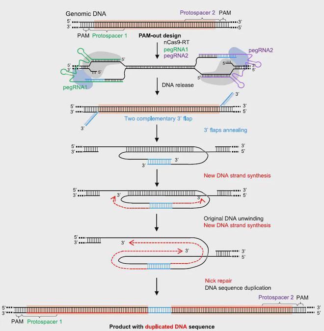 Cell：武大殷昊团队开发基因编辑新工具同天Nature连发两篇新技术(图2)