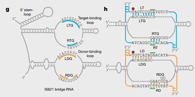 Cell：武大殷昊团队开发基因编辑新工具同天Nature连发两篇新技术(图8)
