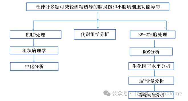 中科院1区：南昌大学揭示杜仲叶多糖缓解酒精诱导的脑损伤和小胶质细胞功能障碍(图1)