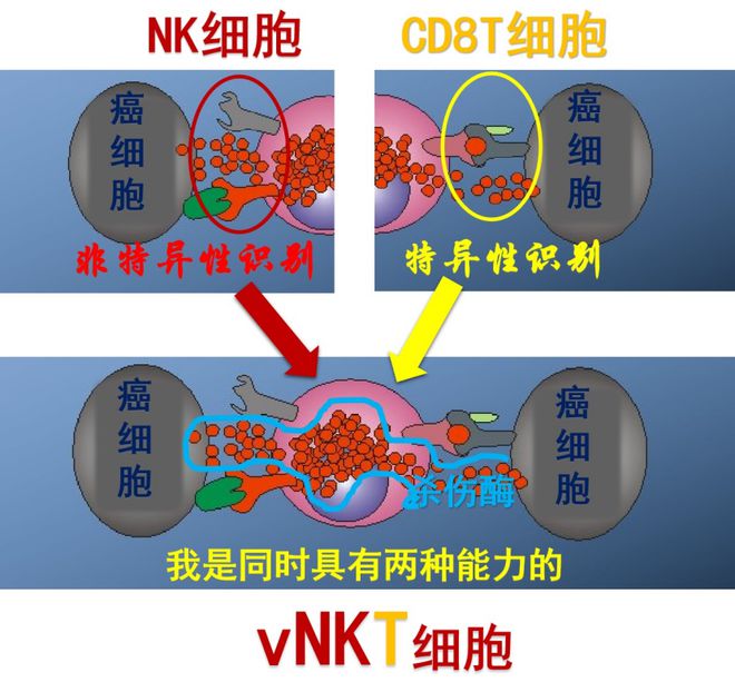 胸腺法新（日达仙）也能提高免疫力与细胞治疗有何不同？(图4)