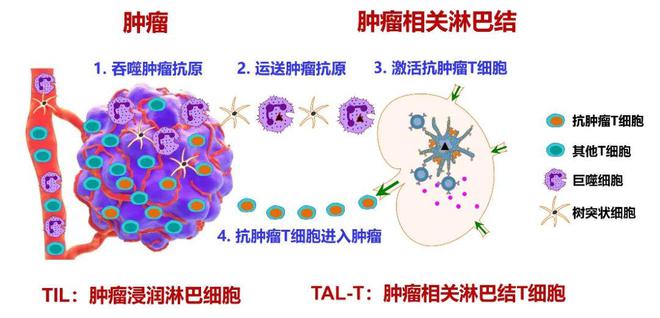 泛恩生物实体瘤TAL-T疗法IND获批(图2)