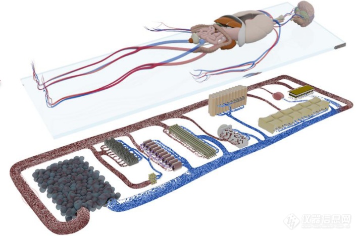 3i类器官成果芯片上的患者—多器官串联芯片Multi-Organ-on-Chip应用于精准医疗(图5)