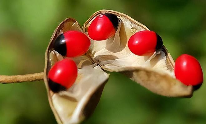 建议停止佩戴这东西辐射超强戴一天相当于做近百次胸片？(图10)