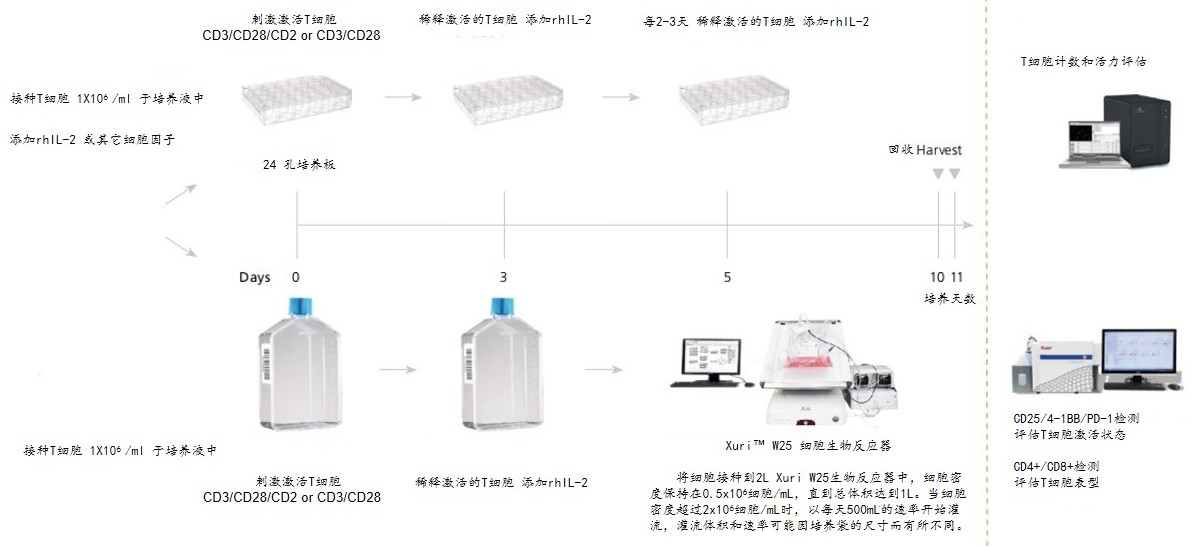 过继性T细胞疗法中T细胞扩增的优化(图1)
