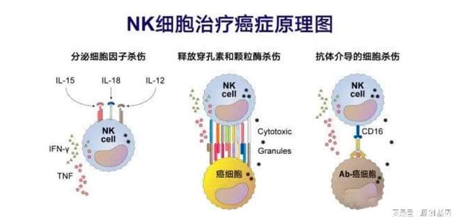 强化免疫防线：NK细胞在癌症术后防治中的关键作用(图2)