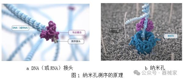 纳米孔单分子测序技术及其应用简介(图1)