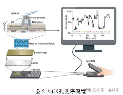 纳米孔单分子测序技术及其应用简介(图2)