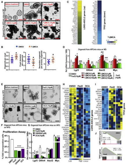 管住口从现在开始！cell+cellrepors研究表明：高脂肪饮食会影响肠道微生物以及代谢加剧患癌风险！(图4)