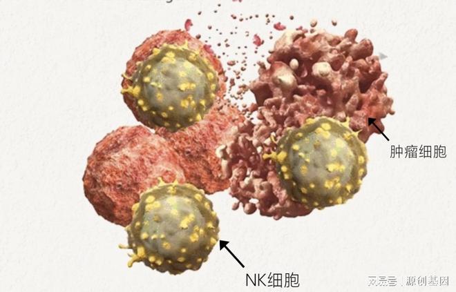 免疫细胞疗法：癌症治疗的新革命(图5)