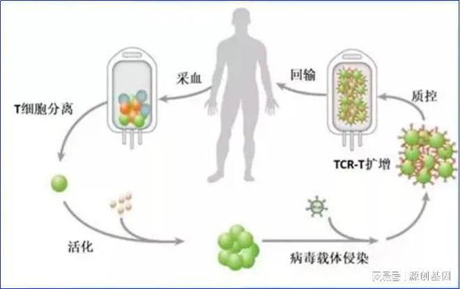 免疫细胞疗法：癌症治疗的新革命(图4)