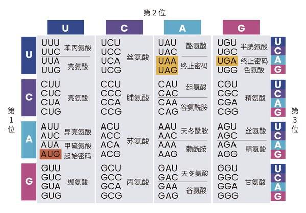 基因工厂云探秘系列2--免费序列优化提升载体构建成功率解锁高效基因表达(图1)