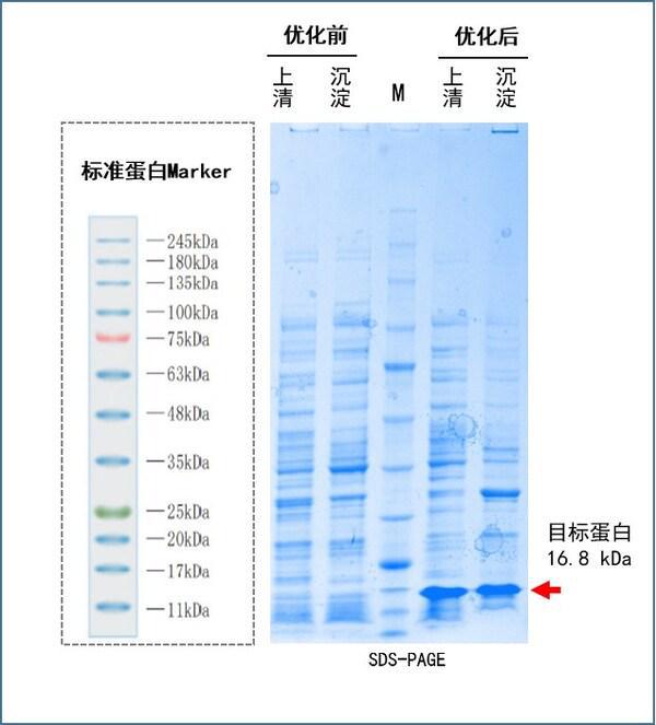 基因工厂云探秘系列2--免费序列优化提升载体构建成功率解锁高效基因表达(图2)