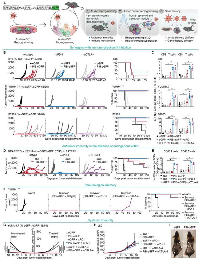 Science里程碑：新型癌症免疫疗法来了！肿瘤细胞“大变身”变成抗癌免疫细胞(图2)