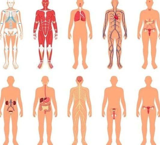 人体必需的元素硒吃这四种食物不怕缺硒(图1)