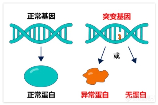 PCR技术：科研与应用领域的坚实伙伴(图4)