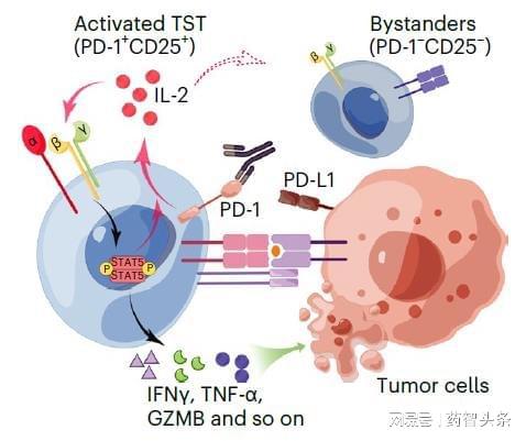 WCLC上崭露头角的Biopharma(图3)
