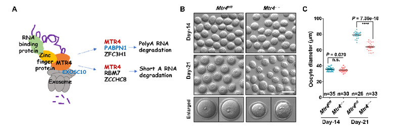 生研院范衡宇实验室DevelopmentalCell发文揭示RNA解旋酶MTR4介导的RNA监管机制决定小鼠卵母细胞体积增长的机制(图1)